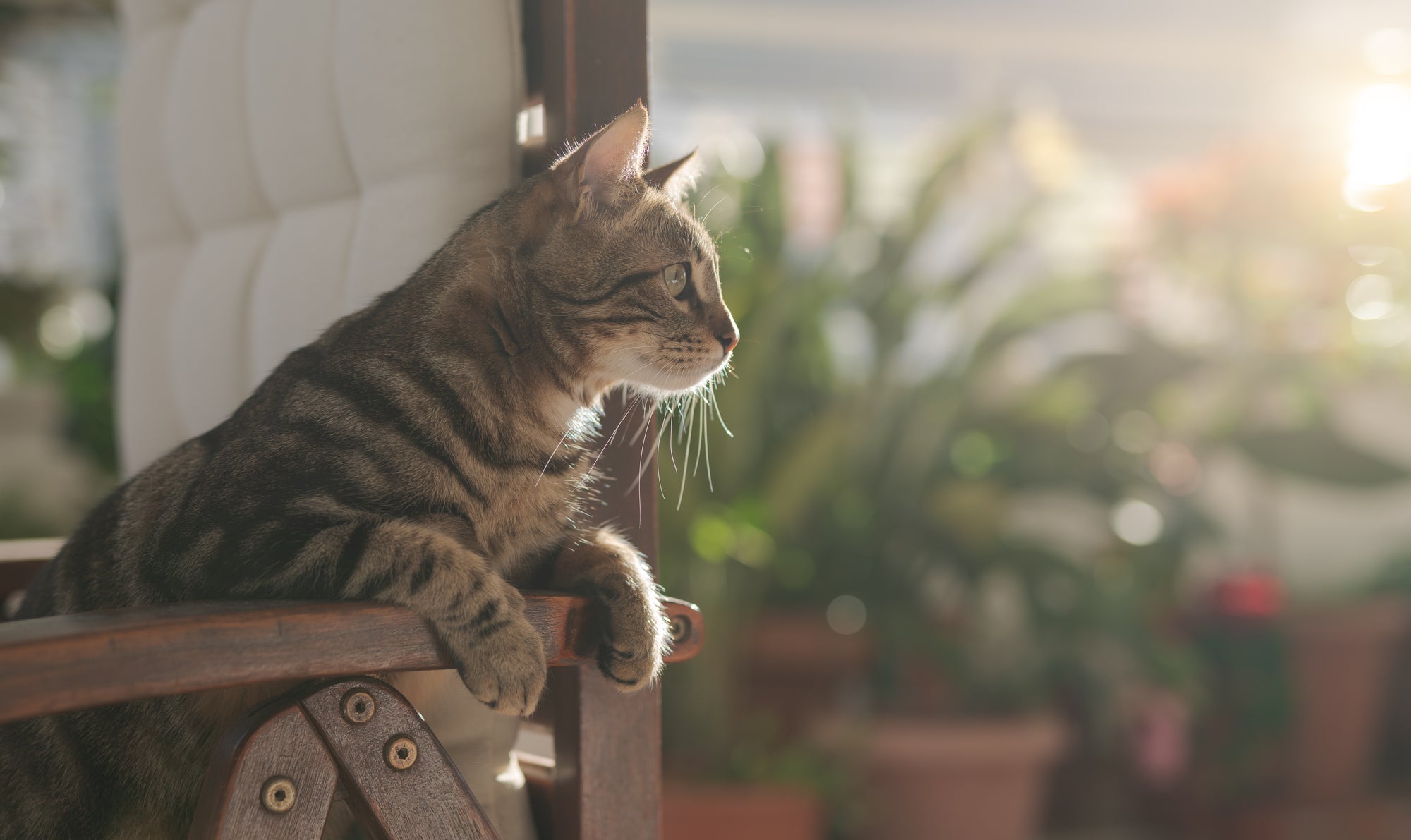 Help Your New Cat Adjust to Your Home