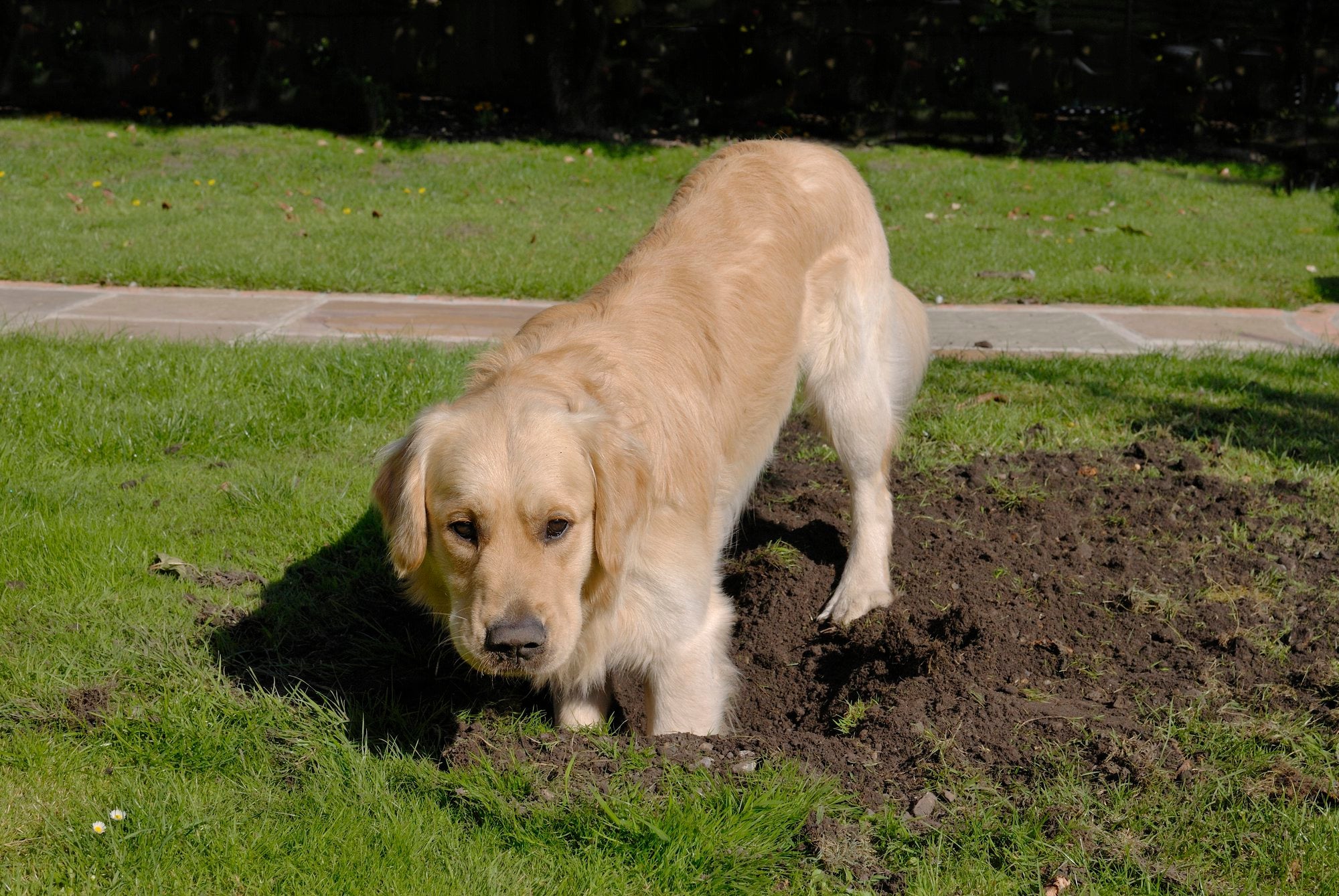 How to Stop Dogs from Digging