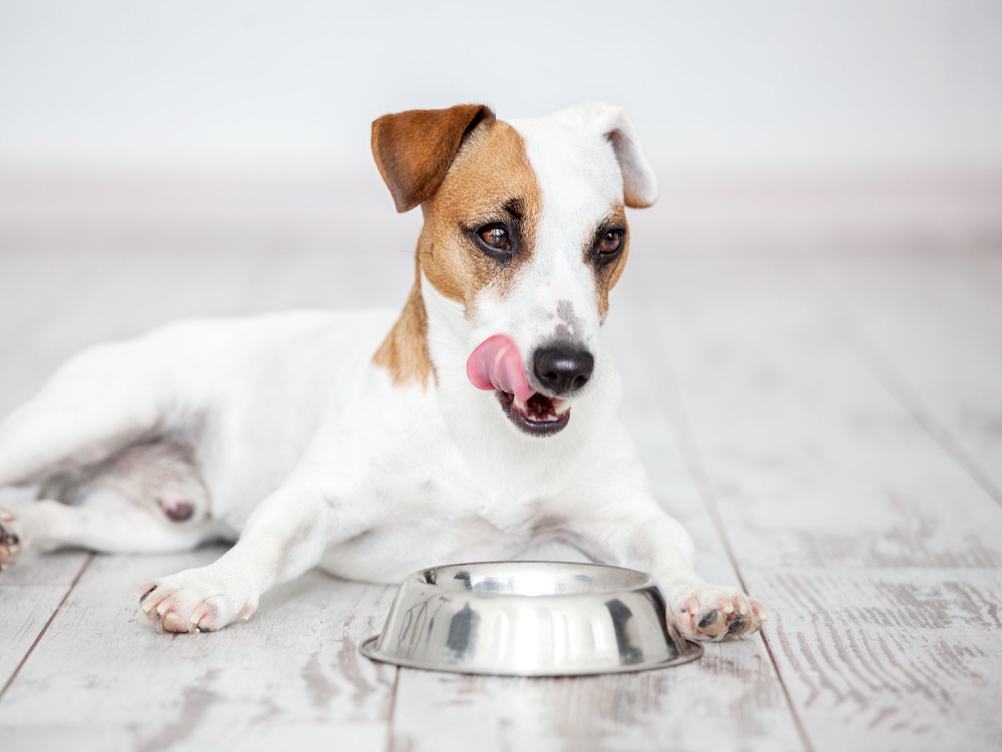 How Many Times a Day Should a Dog Eat?