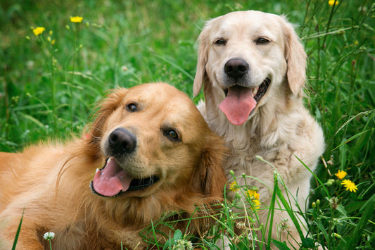 Belly Bands for Male Dogs