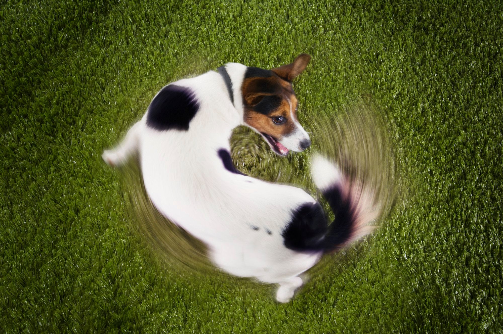 The Pet Parents® Guide to Different Dog Behaviors