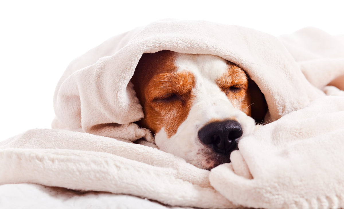 Can Dogs Get Colds? Pet Parents®
