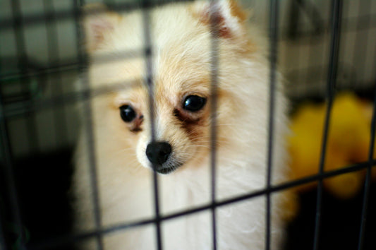 Crate Training pros and cons