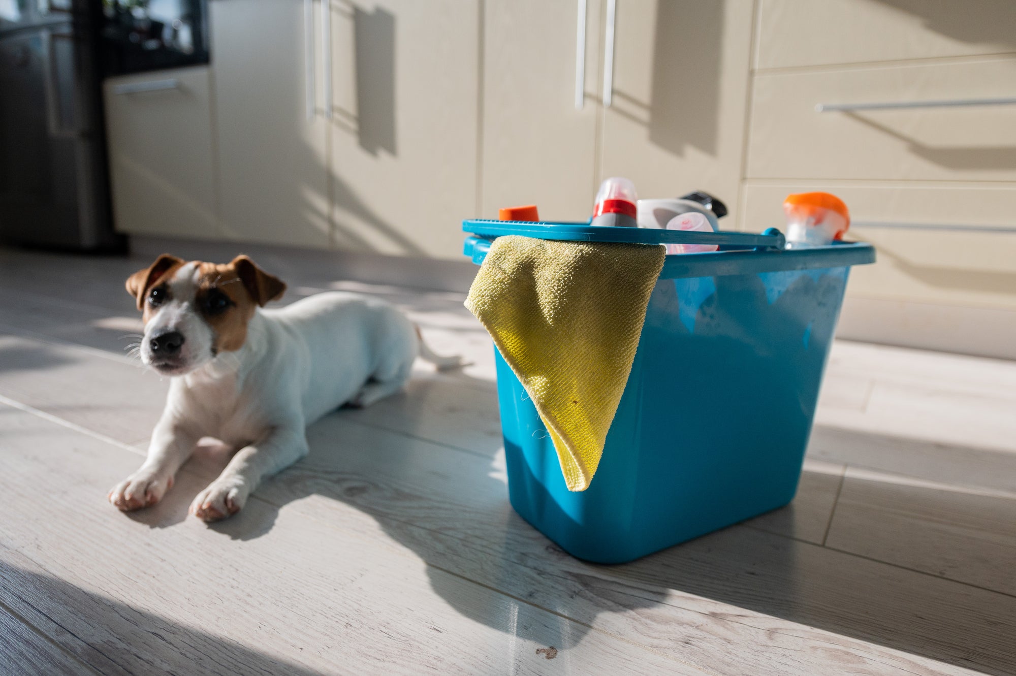 Signs Your Pet Is Irritated by Your Laundry Detergent