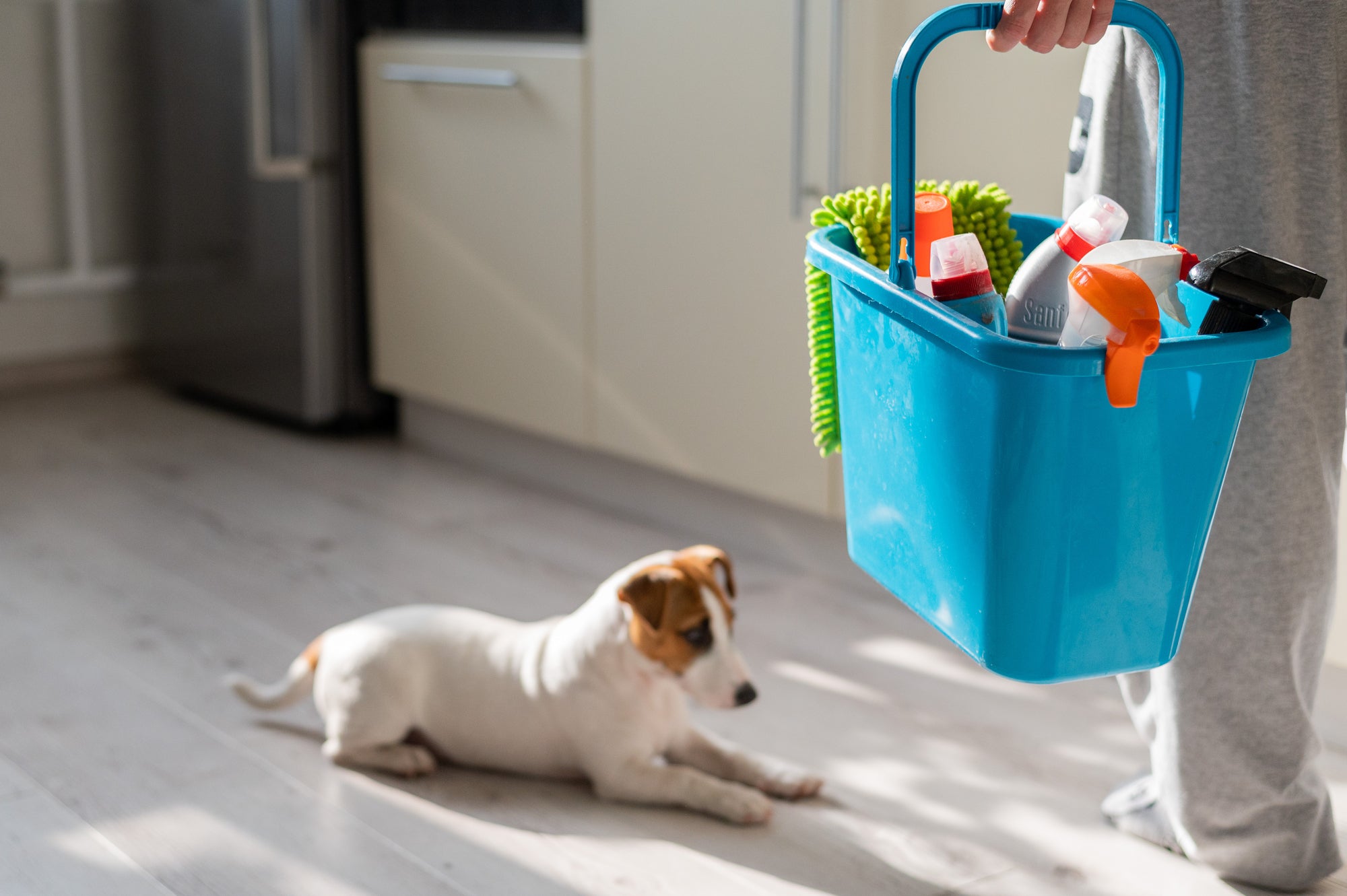 5 Ingredients in Your Cleaning Products That Are Harmful to Pets