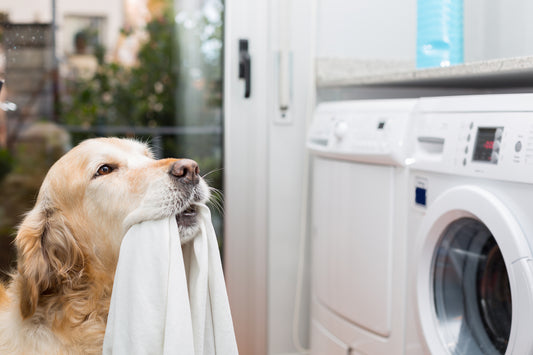 Is Human Laundry Detergent Safe for Pets?