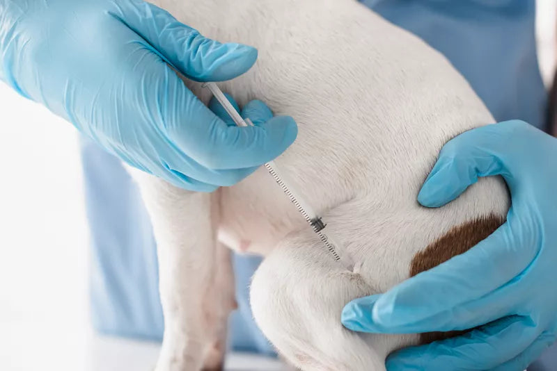 Dog Vaccine Schedules