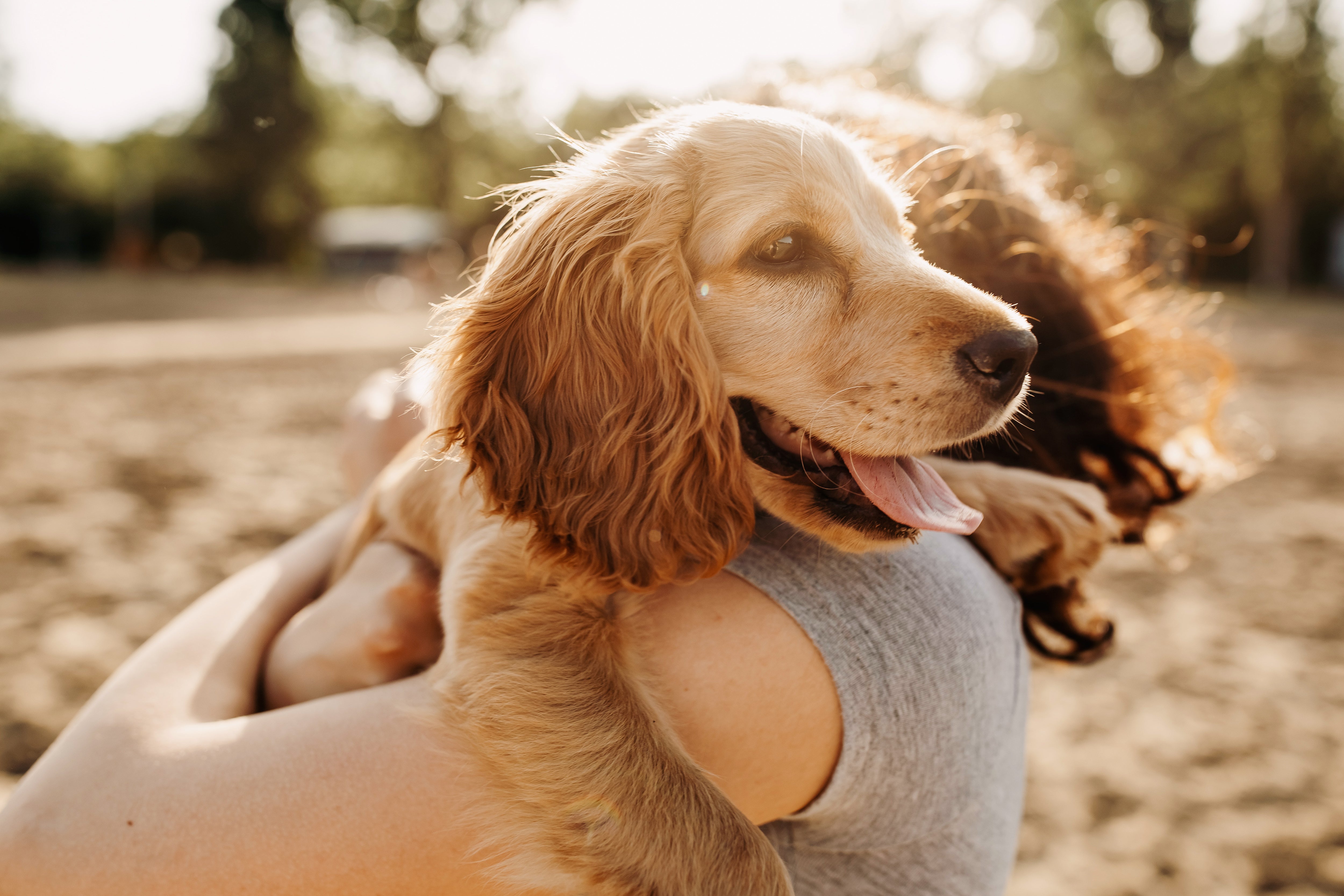 Signs Your Dog Loves You