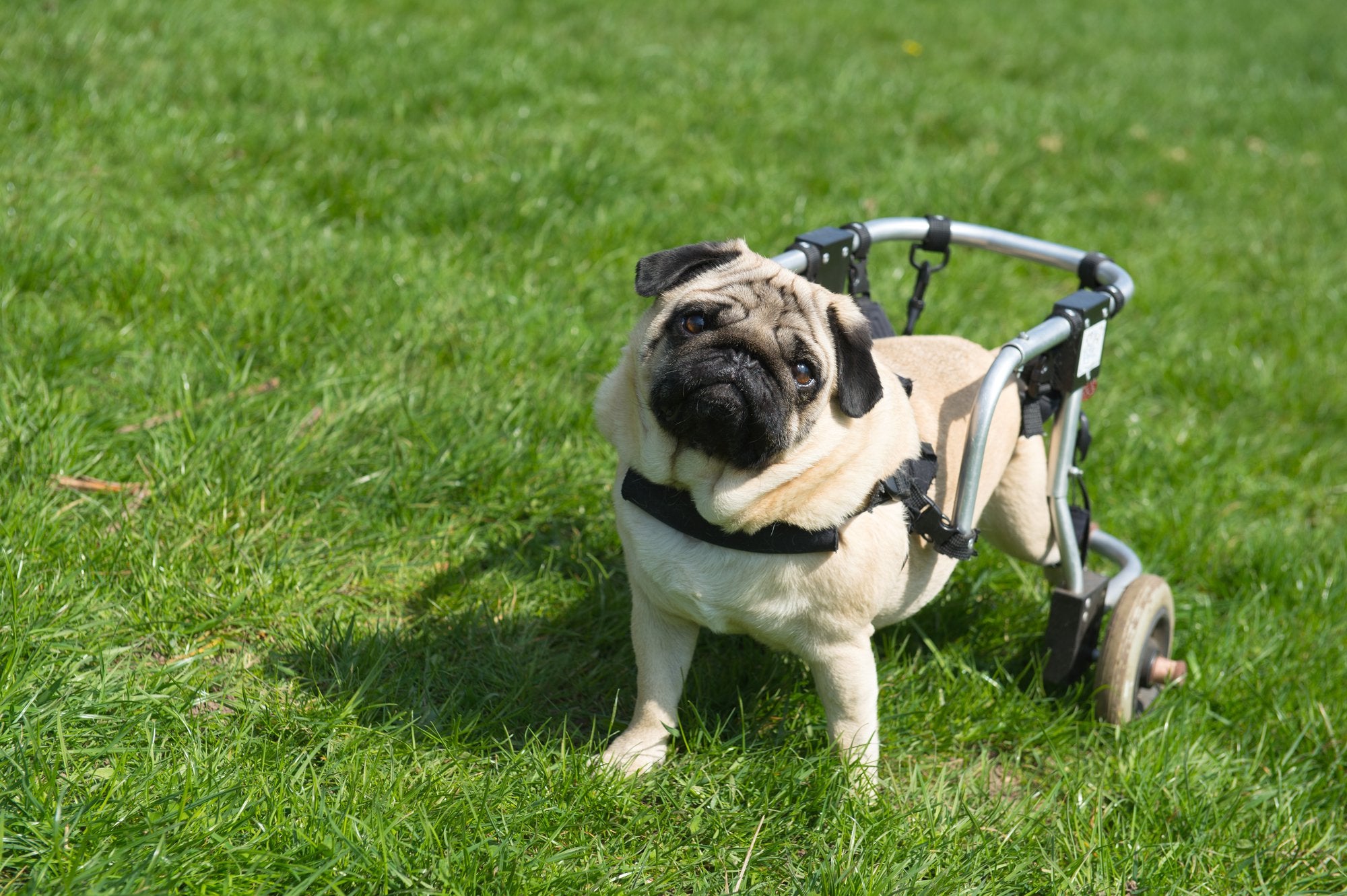 How to make a paralyzed dog poop