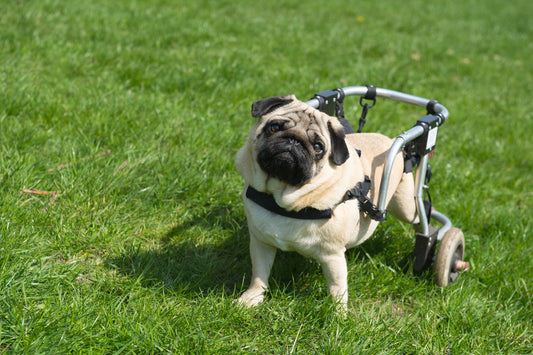 How to make a paralyzed dog poop