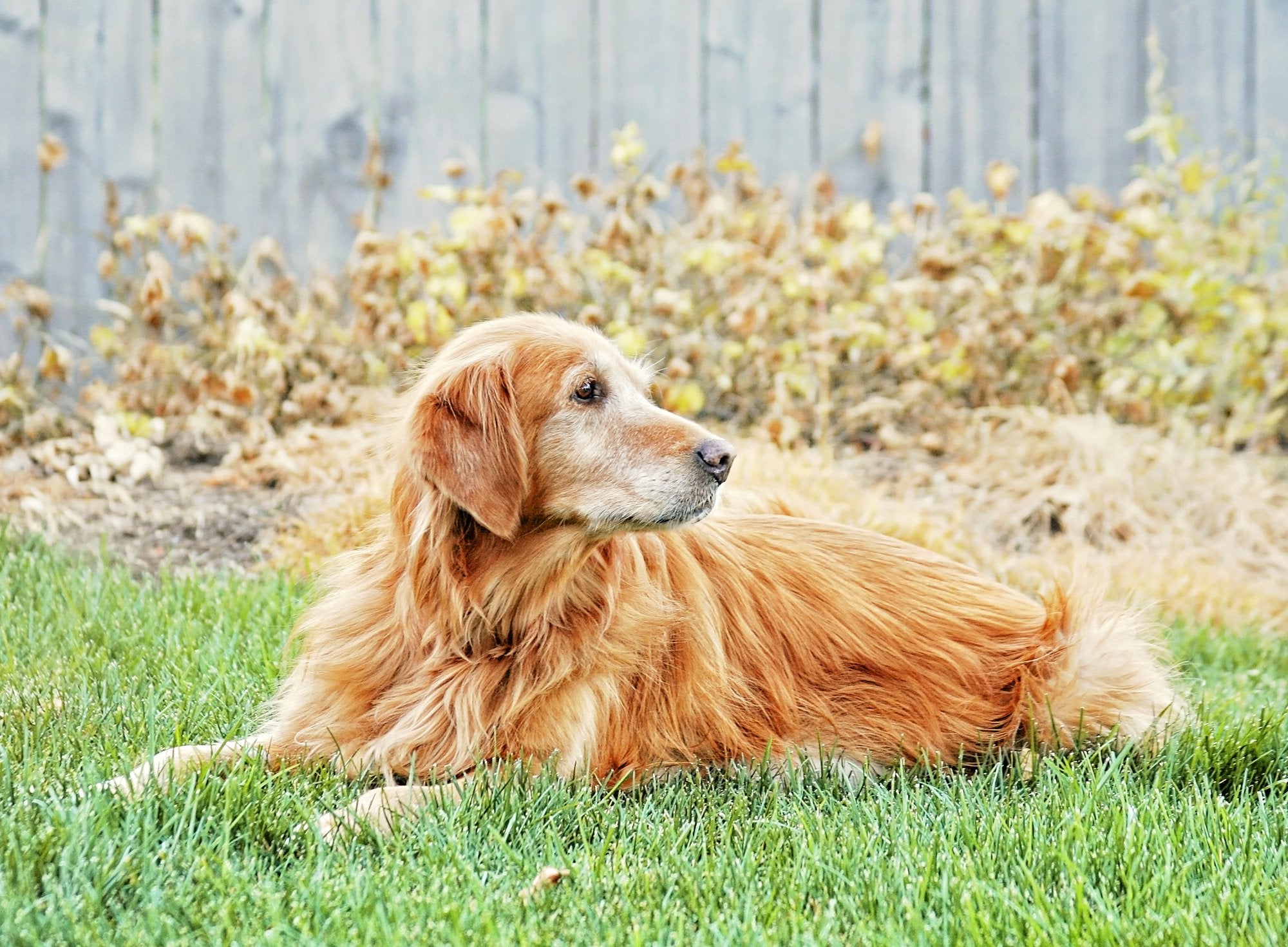 Dog Hair Loss Home Remedies