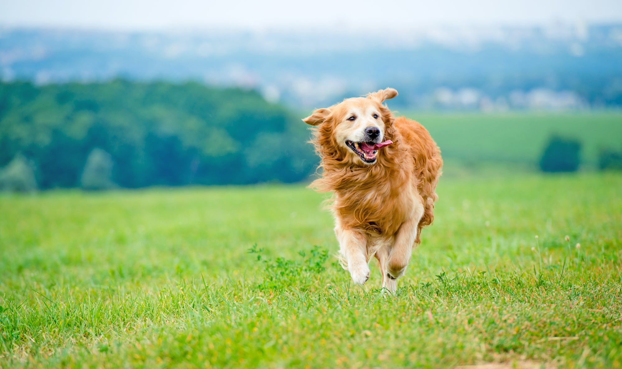 Why Do Dogs Get the Zoomies?