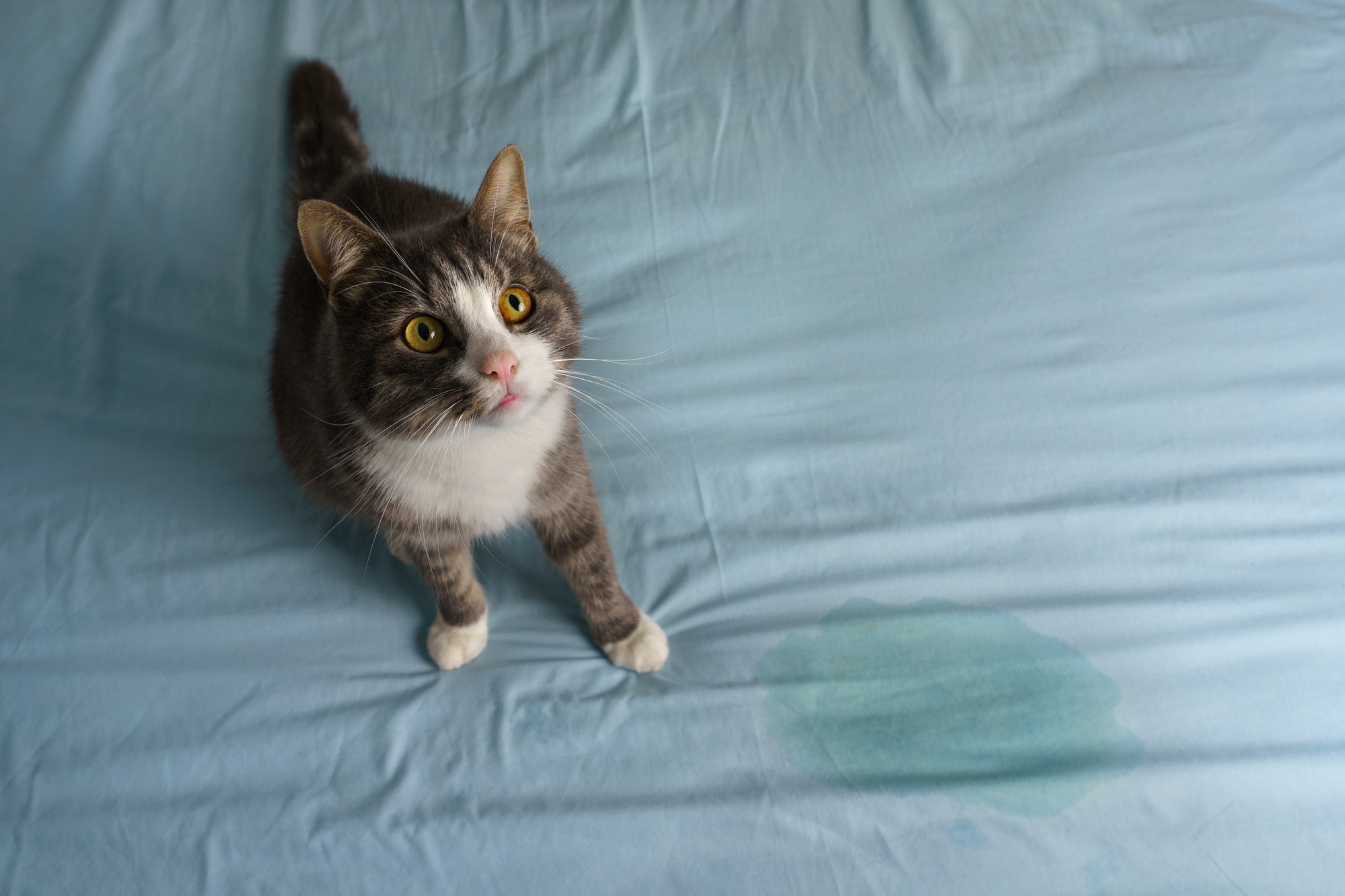 Why Is My Cat Peeing on My Bed? (And How to Stop It)