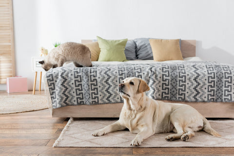 The Pet Parents Guide to Keeping Your Home Clean With Pets