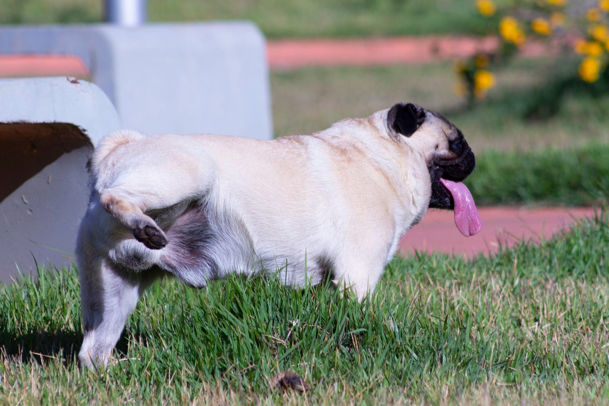 How Long Can Dogs Hold Their Pee?