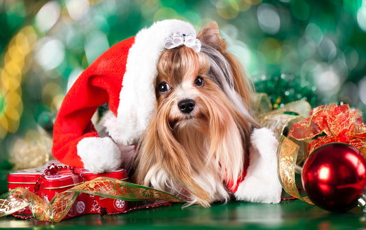 Did You Get a Puppy for Christmas?