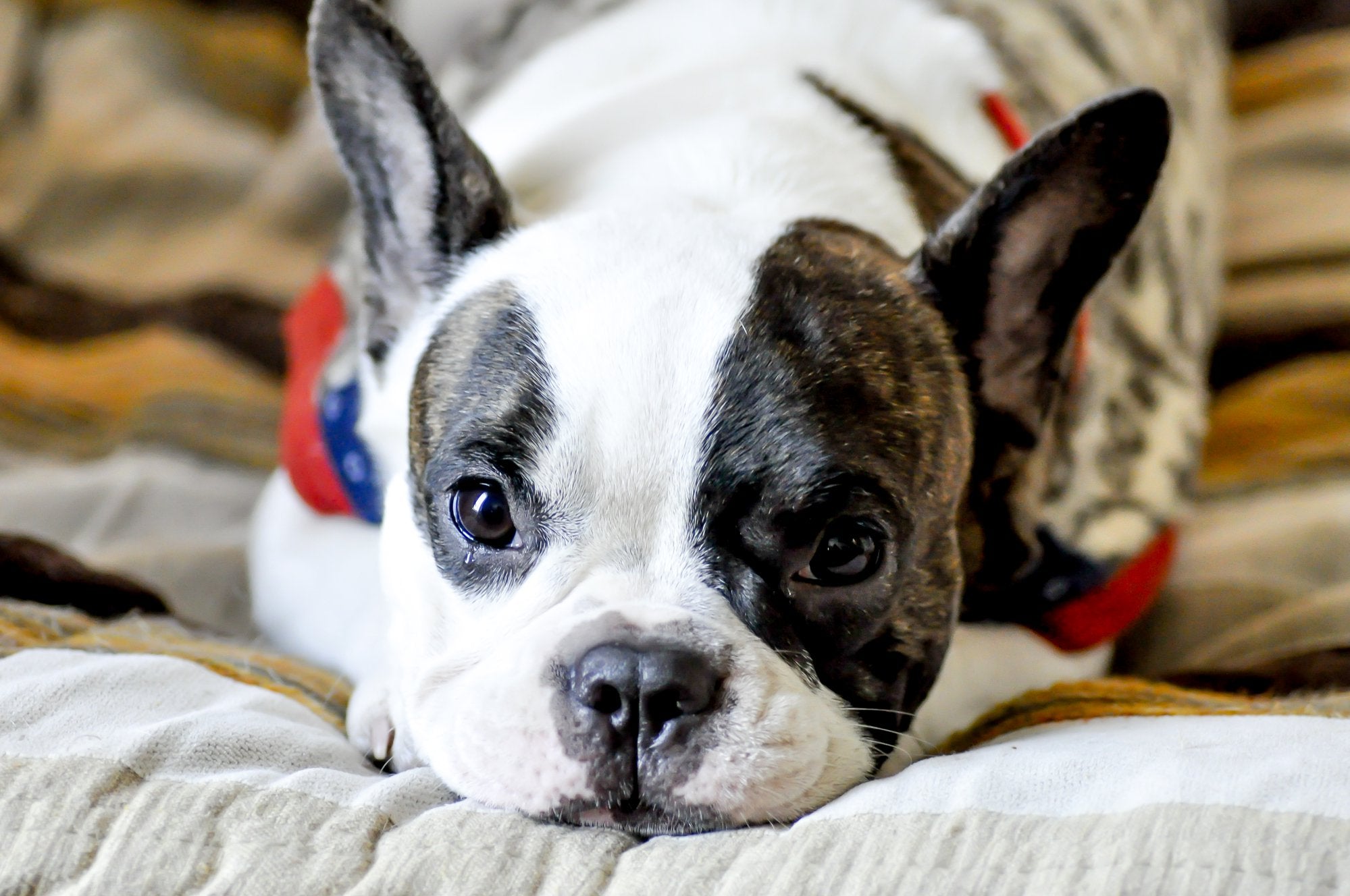 Secrets to Preventing a Dog Urinary Tract Infection