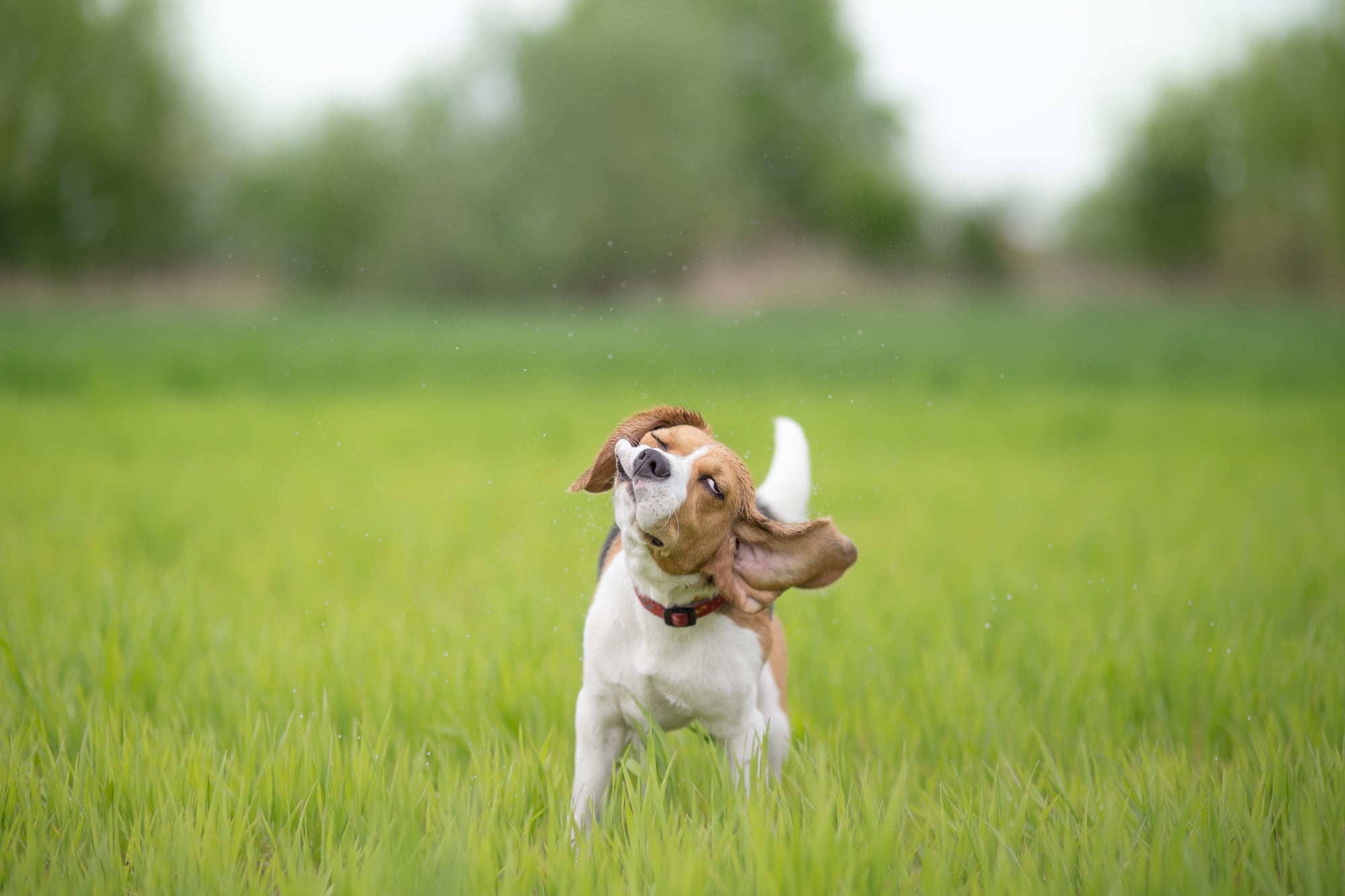Why Does My Dog Keep Shaking His Head?