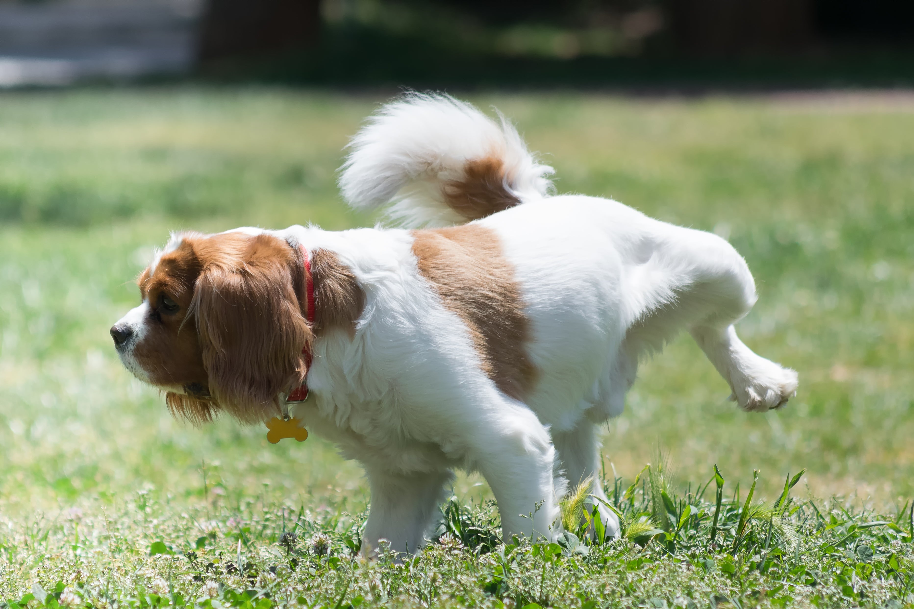 How to stop submissive urination in female dogs, how to stop a submissive dog from peeing