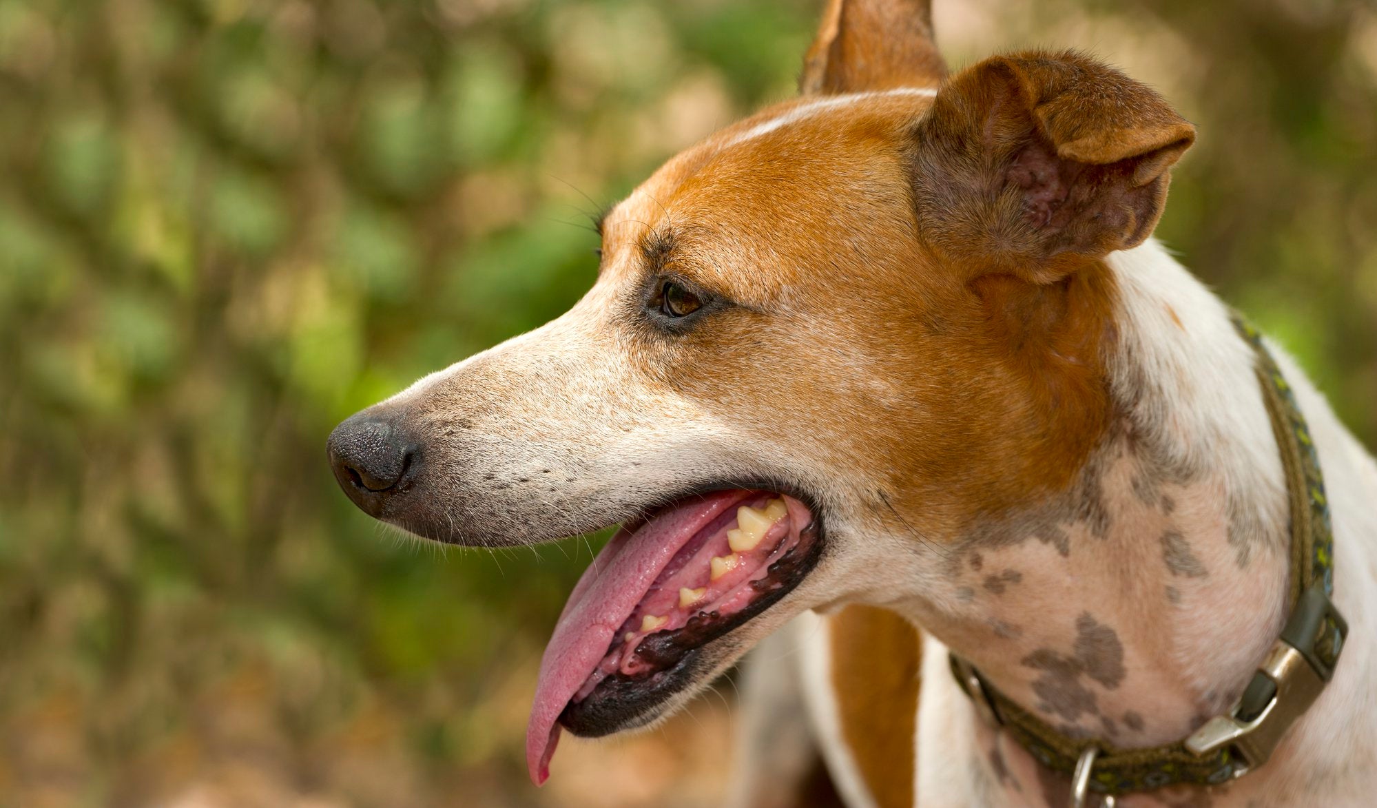 Why Do Dogs Pant?