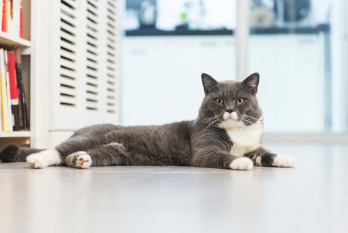 How to Get Rid of Cat Urine Odor in House