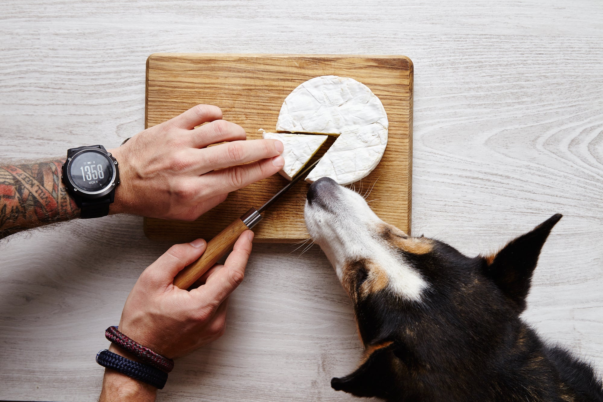 Can Dogs Eat Cheese?
