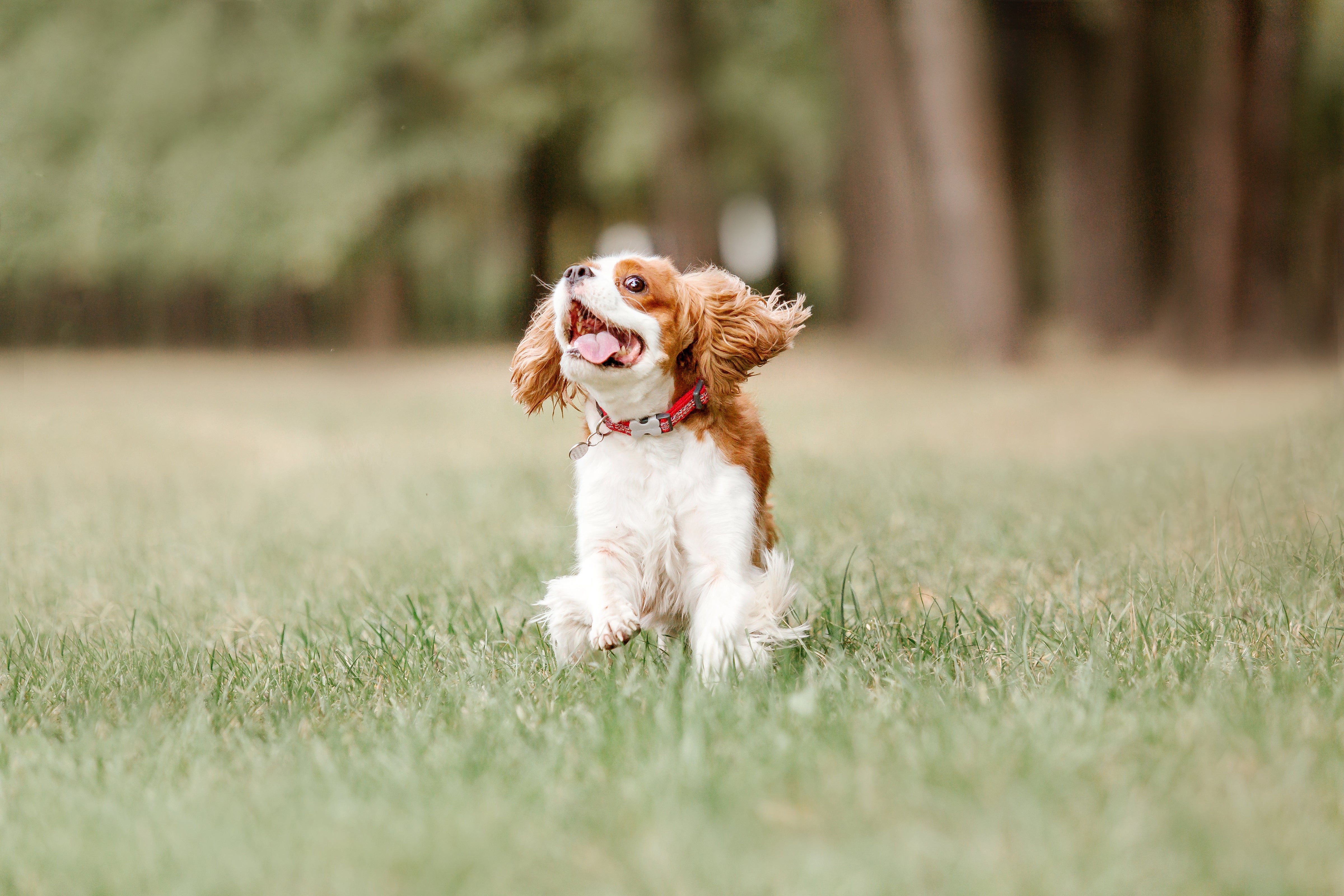 Different Types of Dog Behavior