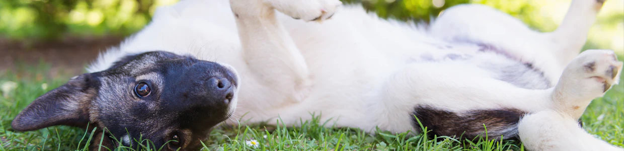 Diseases Your Dog Can Get Outside