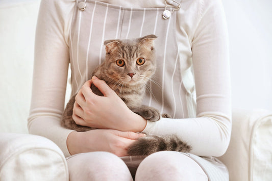 Cat Separation Anxiety Symptoms