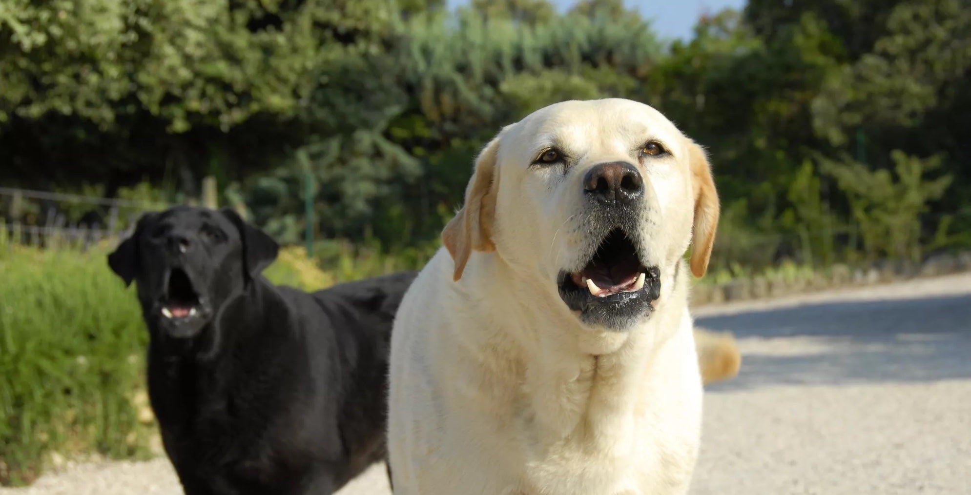 Do Dogs Get Tired of Barking?