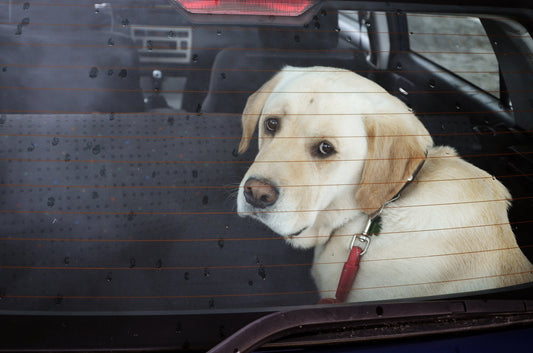 Dog Car Safety Tips