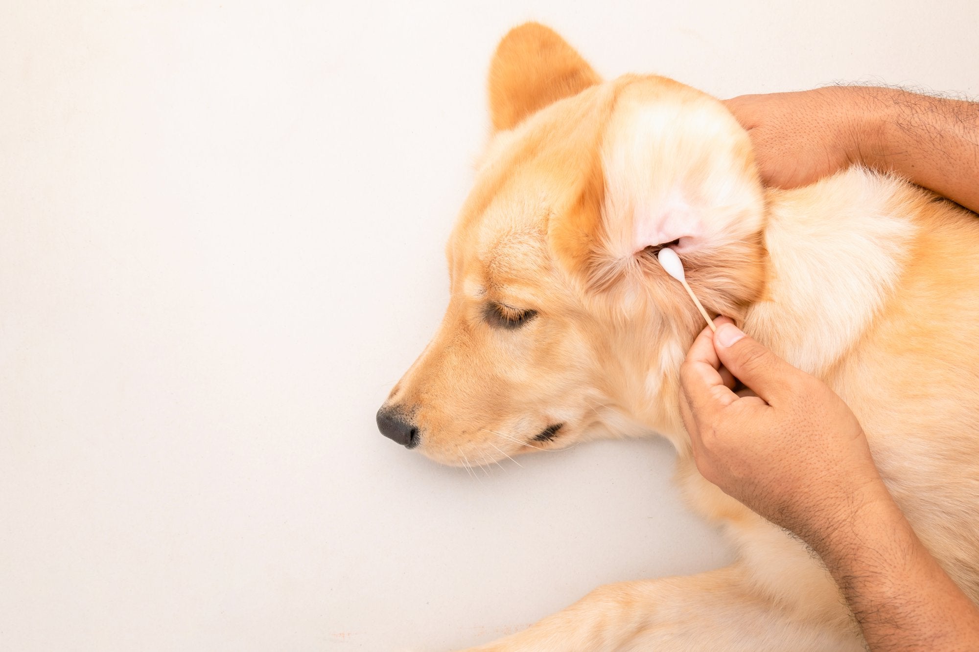 Dog Ear Infections