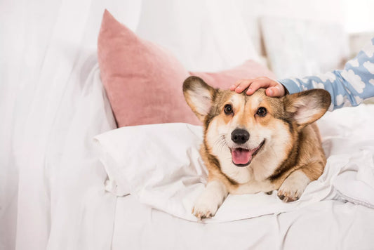 Signs of Pregnancy in Dogs, dog pregnancy test