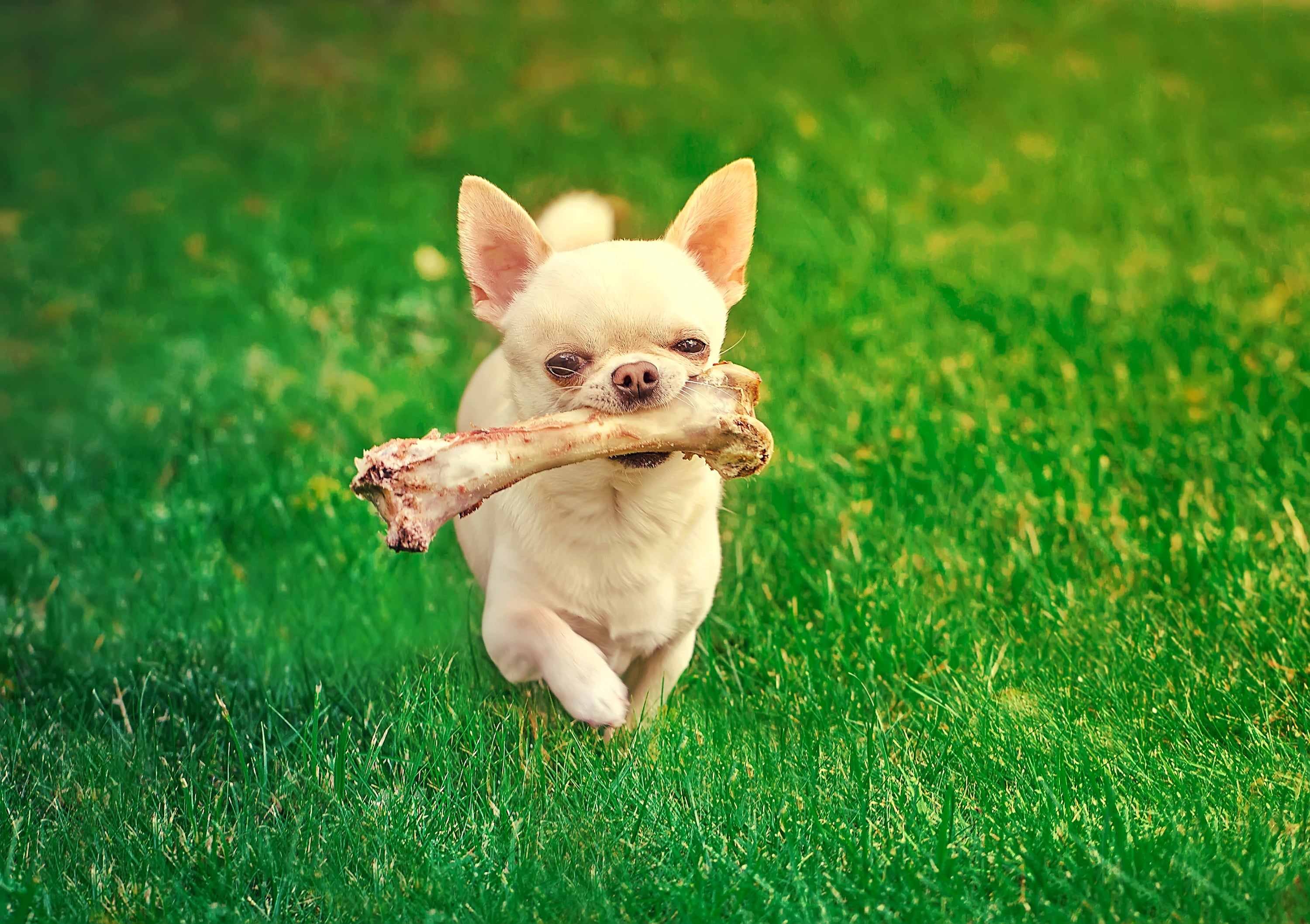Are Dog Chews Bad For Your Dog?