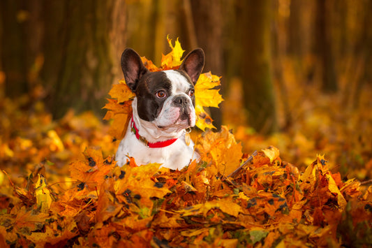 Fun Fall Activities to Stretch Your Pet's Legs