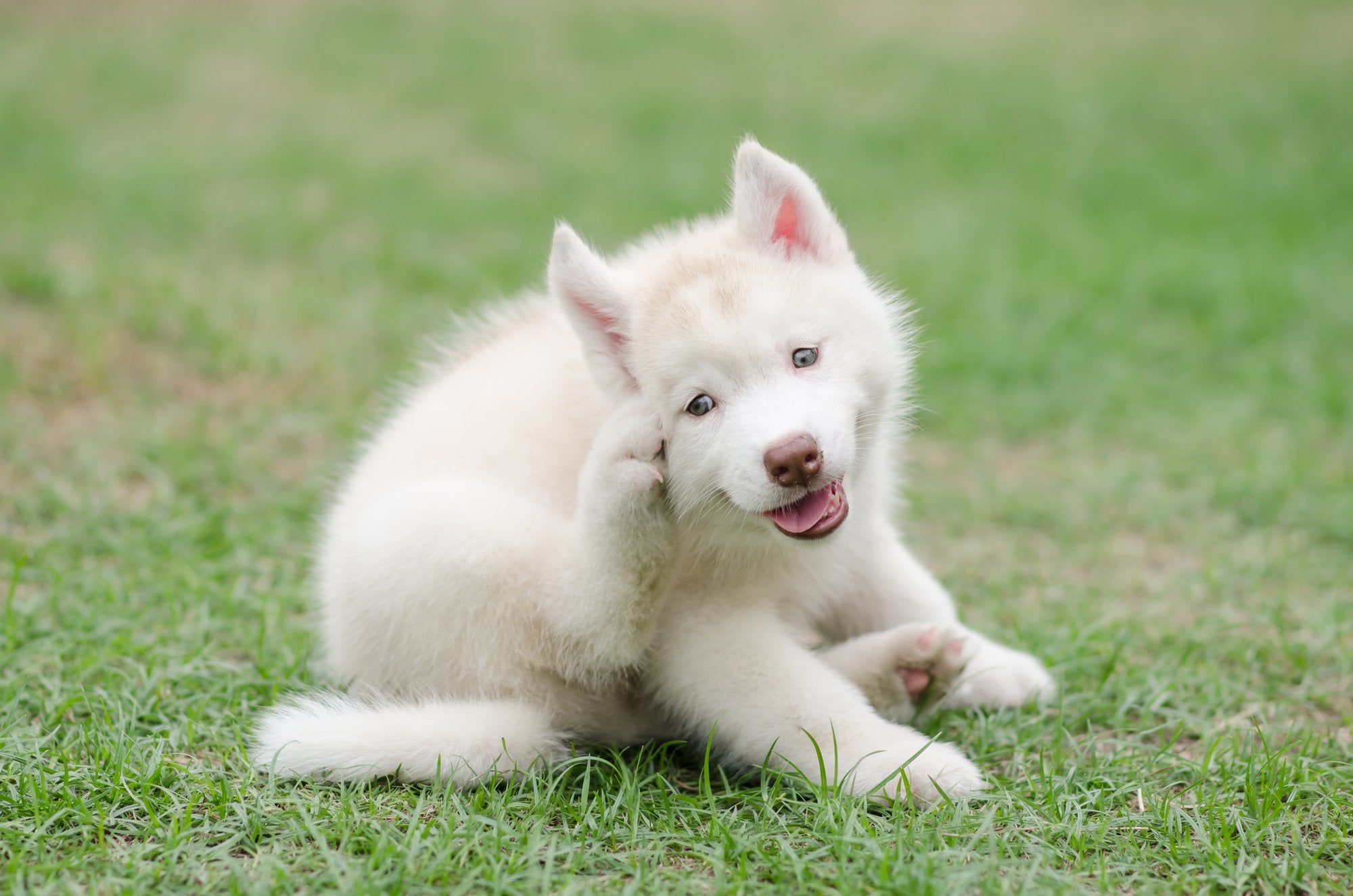 How to Get Rid of Fleas on Dogs