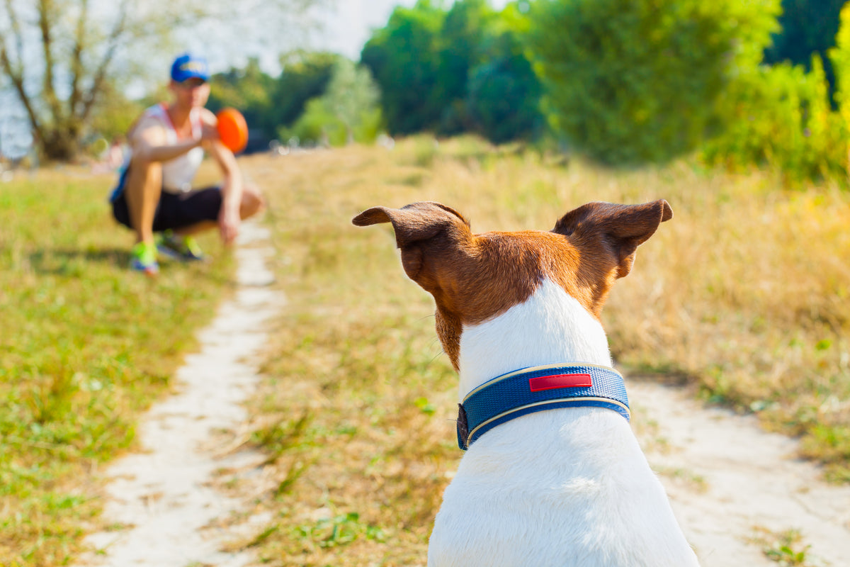 Pet Excercise The Pet Parents® Guide to Dog Exercise | Pet Parents®
