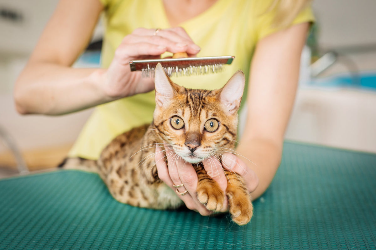 How to Groom a Cat Pet Parents®