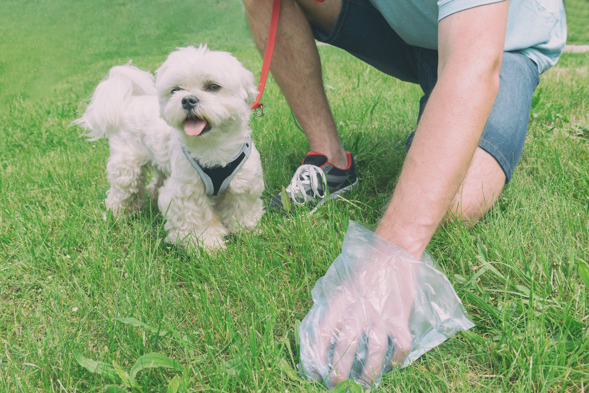 What Should Healthy Dog Poop Look Like? | Pet Parents®