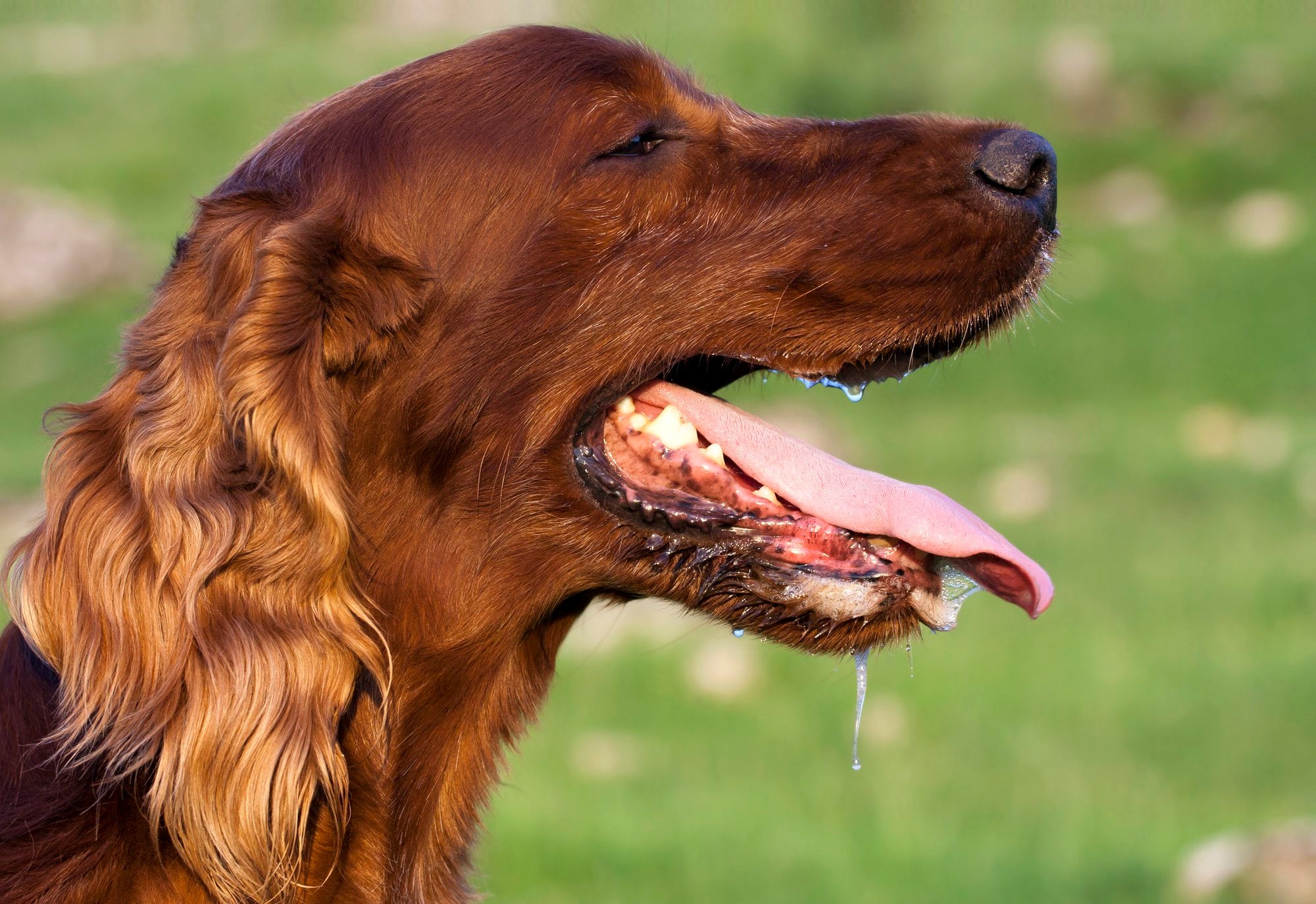 Heat Stroke in Dogs