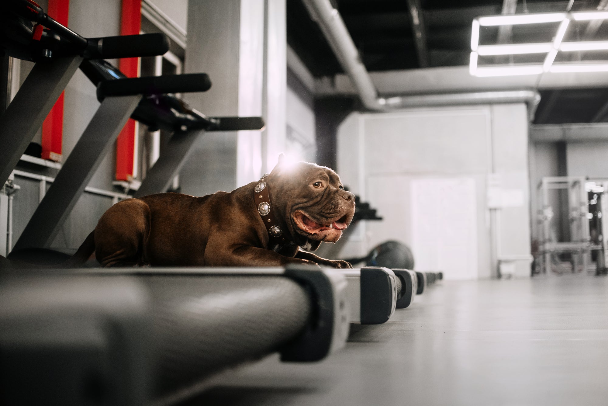 How Much Exercise Does a Dog Need?