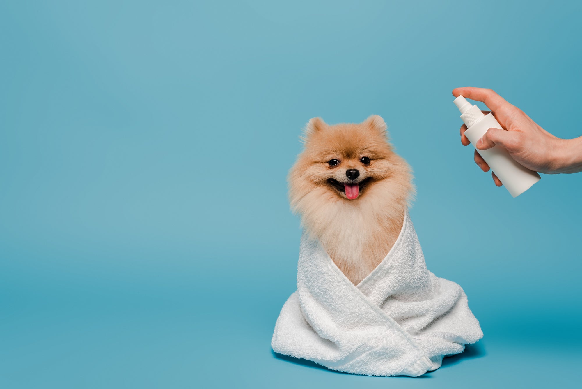 how to groom a dog