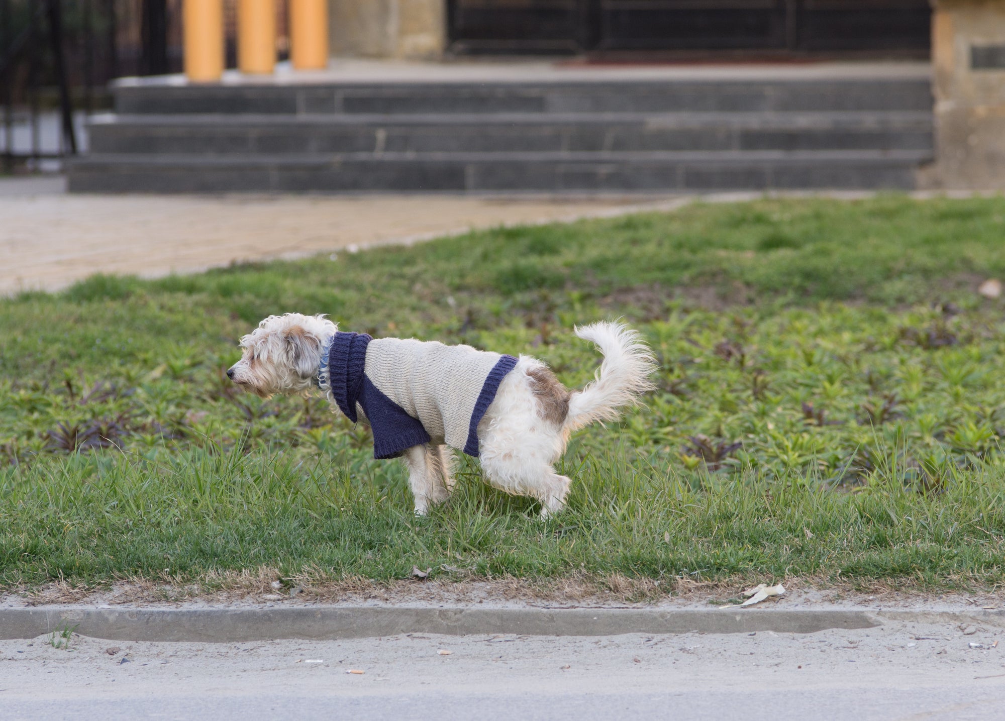 How to Tell If Your Dog Is Marking or Urinating?