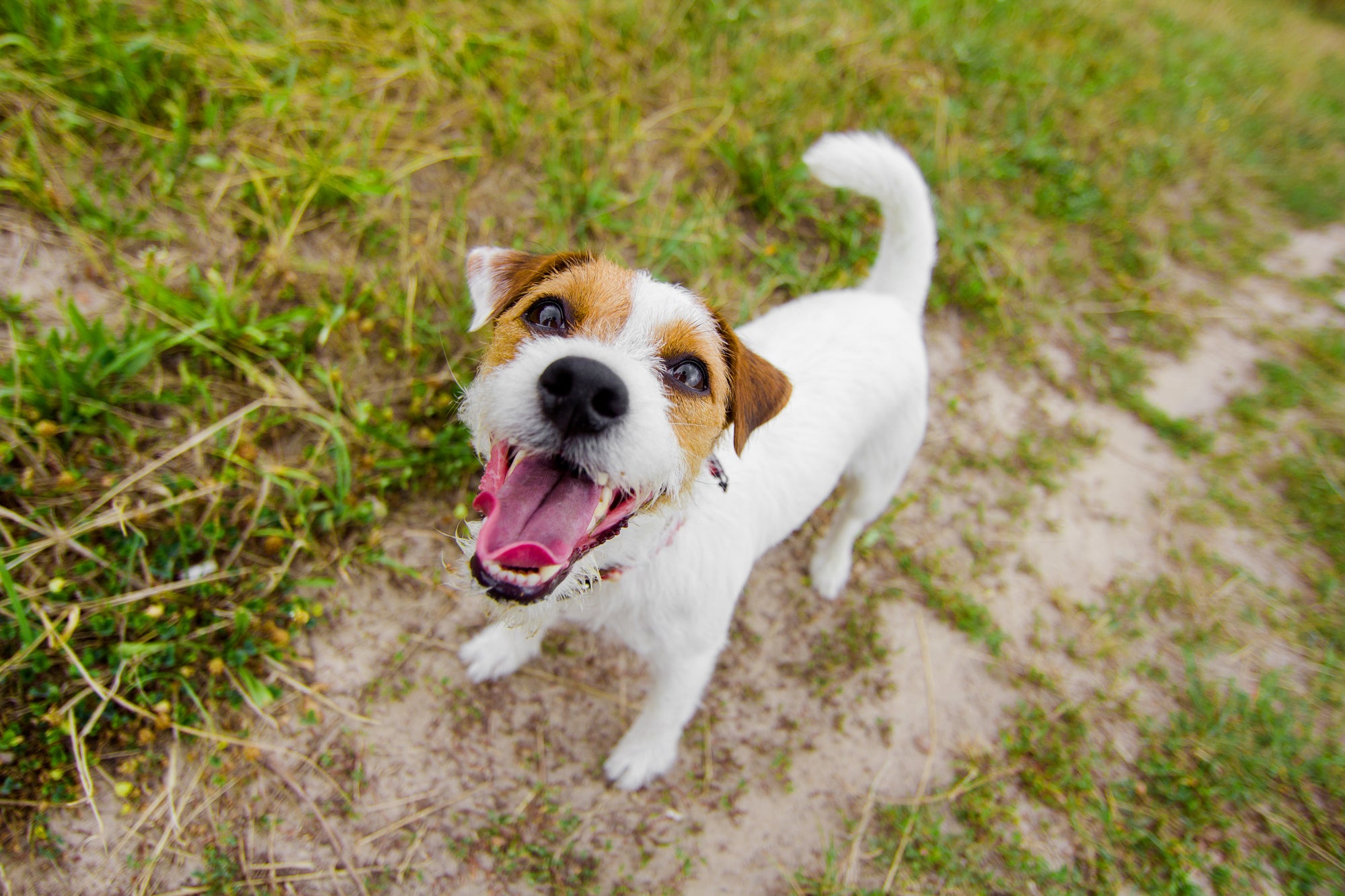 why do dogs bark? how to stop a dog from barking