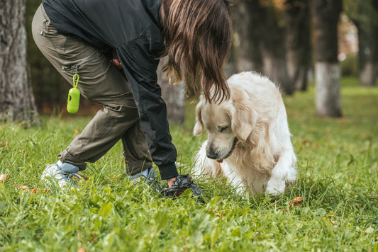 How to stop a dog from eating poop
