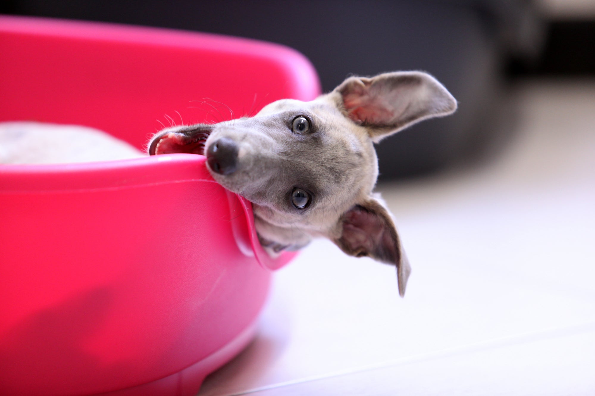 Gnawing: How to Stop Your Dog From Chewing Everything in Sight