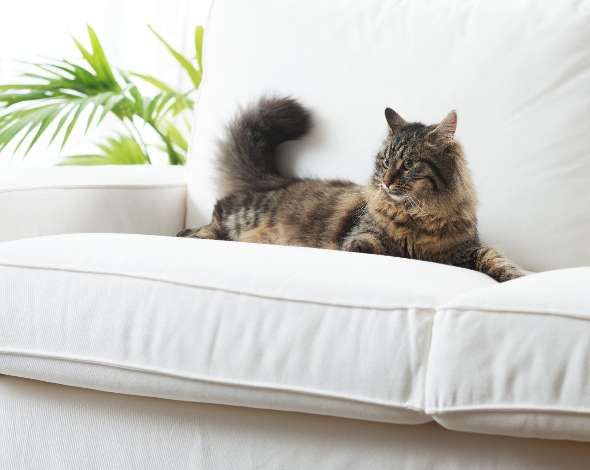 How to Cat-Proof Your House