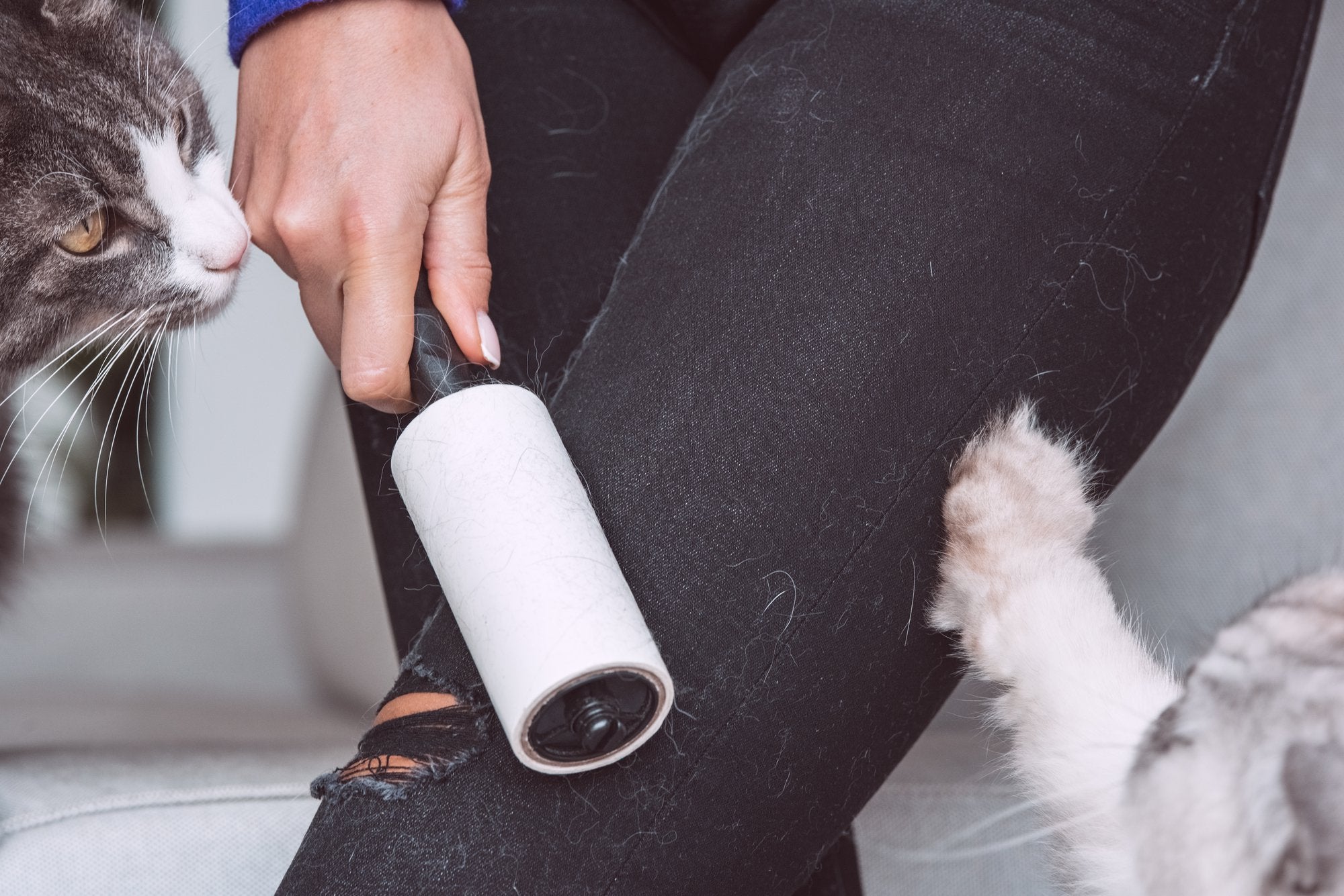 How to Get Rid of Pet Hair in Your Laundry