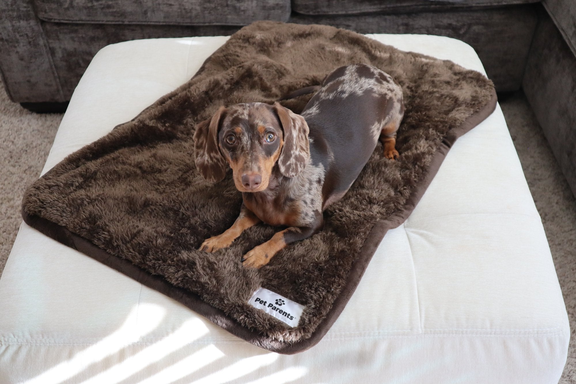 Should Dogs Have Blankets?