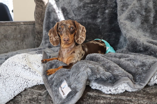 Dog gastroenteritis, gastroenteritis in dogs